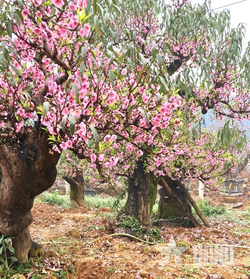 Ống kính bạn đọc: Đào Sơn La nở sớm
